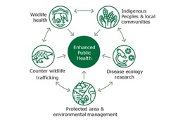 In a New Commentary on Pandemic Prevention, Scientists Emphasize:  It’s Time to Effectively Integrate the Environment Sector into Public Health Actions and Prevention at the Source